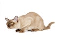 Curious European Burmese cat