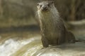 Curious european otter portrait