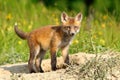 Curious european red fox cub