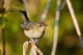 Curious European songbird Common chiffchaff, Phylloscopus collybita in a springtime Estonian forest. Royalty Free Stock Photo