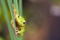 Curious european tree frog griping on grass in spring with copy space