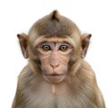 Curious expression of a close-up rhesus macaque monkey Royalty Free Stock Photo