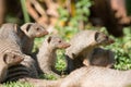 Curious family of banded mongoose Royalty Free Stock Photo