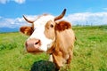 Curious farm cow Royalty Free Stock Photo