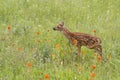 Curious Fawn in Wildflowers Royalty Free Stock Photo