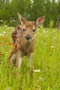 Curious White-tailed Bambi Royalty Free Stock Photo