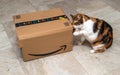 Curious feline cat trying to open the freshly delivered Amazon Prime e-commerce