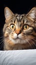 Curious feline Portrait of a fold eared cat, close up by white cabinet