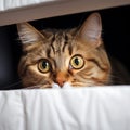 Curious feline Portrait of a fold eared cat, close up by white cabinet