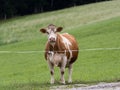A curious female brown, white cow looking into the camera Royalty Free Stock Photo