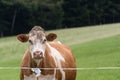 A curious female brown, white cow looking into the camera Royalty Free Stock Photo