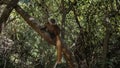 A curious female lemur Eulemur macaco is sitting on a tree, watching intently.