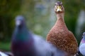 Curious female mallard duck in frontal view standing between pigeons