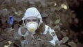 Curious female scientist protective uniform examining forest, ecosystem research