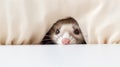 a curious ferret peeking out from a hole in a light-colored curtain, with its bright eyes and pink nose
