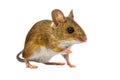 Curious Field Mouse on white background Royalty Free Stock Photo