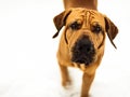 Curious Fila Brasileiro Brazilian Mastiff close-up, copy space Royalty Free Stock Photo