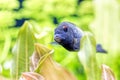 Curious fish Malawi cichlids among the seaweed. Fish of the genus Cynotilapia