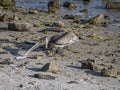 Curious Florida Brown Pelican on a Rocky Beach