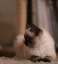 Curious fluffy Birman cat resting on the floor