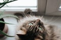 Curious fluffy gray cat resting by window and looking up indoors. Close-up of muzzle of green-eyed pet, top view
