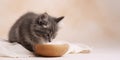 Curious fluffy gray kitten exploring wooden bowl on soft fabric setting Royalty Free Stock Photo