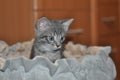 curious fluffy grey kitten in a bed