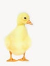 Curious fluffy newborn gosling isolated on a white background