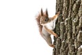 curious fluffy red squirrel sits on tree trunk and search for food