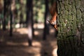 Curious fluffy red squirrel on the tree trunk in the park