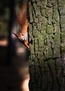 Curious fluffy red squirrel on tree trunk in the park. Eurasian red squirrel in soft sunlight on tree bark background