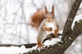 Curious fluffy squirrel sitting on tree branch against blurry wi