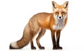 A Curious Fox with a Bushy Tail and Sharp Eyes -Generative Ai