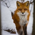Curious fox coming out of hiding Royalty Free Stock Photo