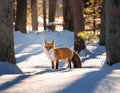 Curious Fox Standing Still in a Snowy Forest with Sunlight Filtering Through Trees Royalty Free Stock Photo