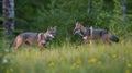 Curious Foxes at Play in Forest Meadow Royalty Free Stock Photo