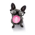 Dog chewing bubble gum Royalty Free Stock Photo