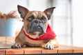 Curious French Bulldog dog with pointy ears wearing red neckerchief while lying down Royalty Free Stock Photo