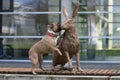 Heidelberg, Germany, Curious French Bulldog inspecting a sculpture of a bronze rabbit by artist Sabrina Hohmann on bench