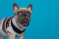 Curious french bulldog wearing costume and looking up