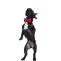 Curious frenchie baby dog wearing red bowtie and back legs standing Royalty Free Stock Photo