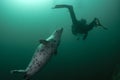 Grey seal befriends diver Royalty Free Stock Photo