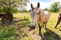 Cute and friendly horse in pasture