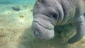 A Curious and Friendly West Indian Manatee