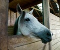 Friendly horse peering out of stall