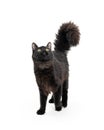 Curious Frisky Black Cat Walking Looking Up