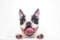 A curious and funny Boston Terrier dog with a cheerful wide smile looks out and peeps from a white table on a white Royalty Free Stock Photo