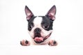 A curious and funny Boston Terrier dog with a cheerful wide smile looks out and peeps from a white table on a white Royalty Free Stock Photo