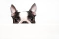 A curious and funny Boston Terrier dog looks out and peeps from a white table on a white background. Creative concept. Royalty Free Stock Photo