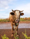 Curious funny brown cow on muddy earth road